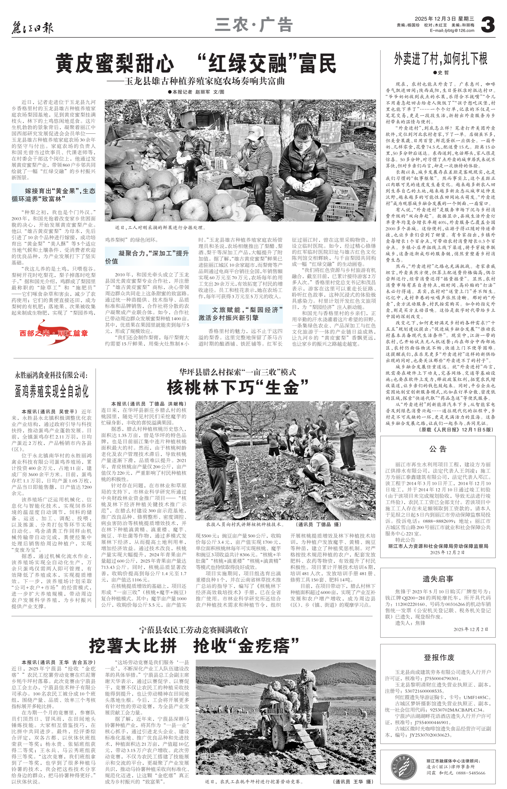 黄皮蜜梨甜心 “红绿交融”富民