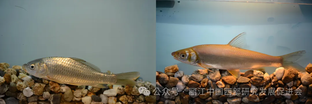 永胜创意工贸有限公司原文配图