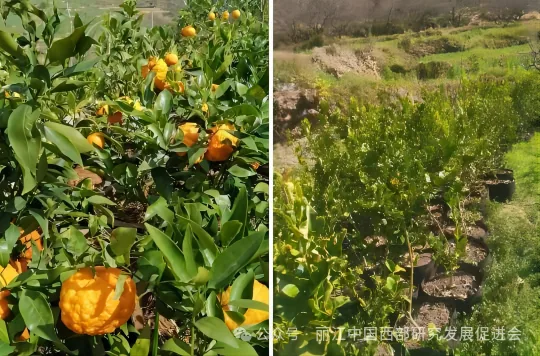 丽江纳谷商贸有限公司原文配图