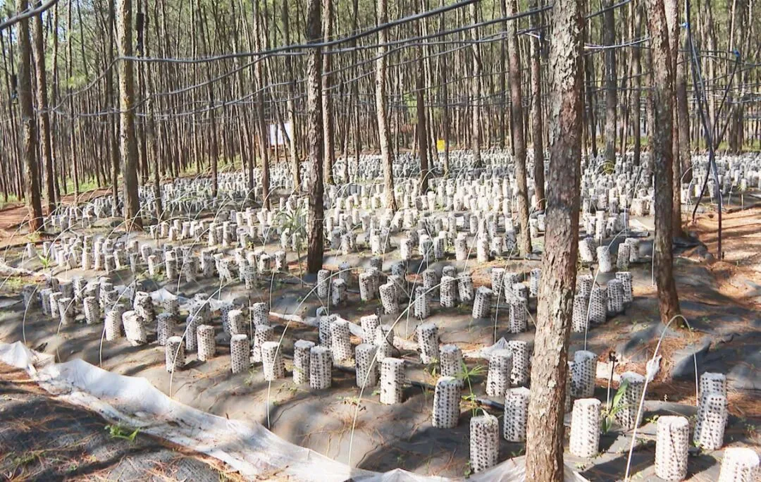 永胜县长坪林下产业园仿生栽培示范基地。(丽江融媒记者 赵丽军 摄)